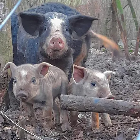 Malo Selo Bojanovici * Golovo
