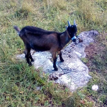 Malo Selo Bojanovici *